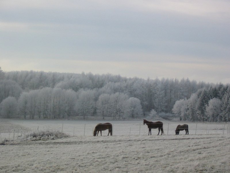 15345073.jpg - Wintertag im Westerwald